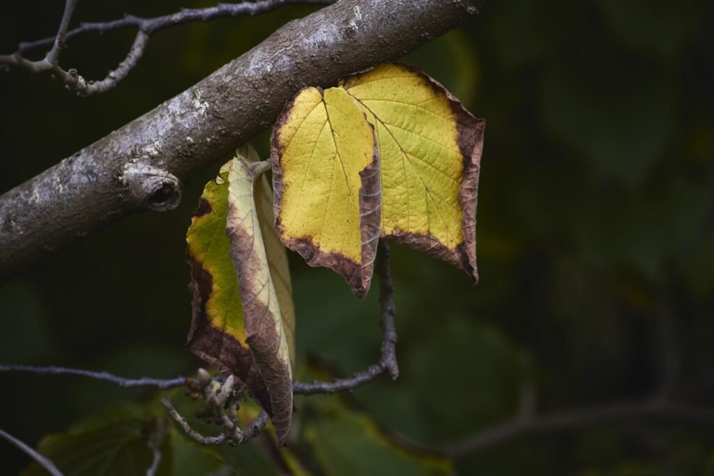 cut the dry perennial leaves