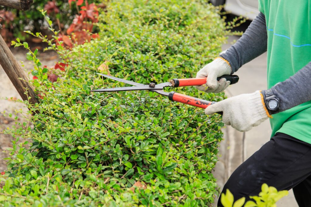 pruning the plant in garden