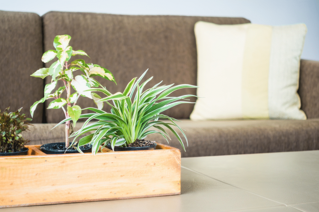 vastu plants for home indoor
