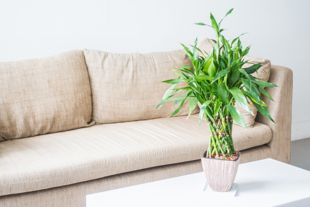 lucky bamboo - vastu plants for home