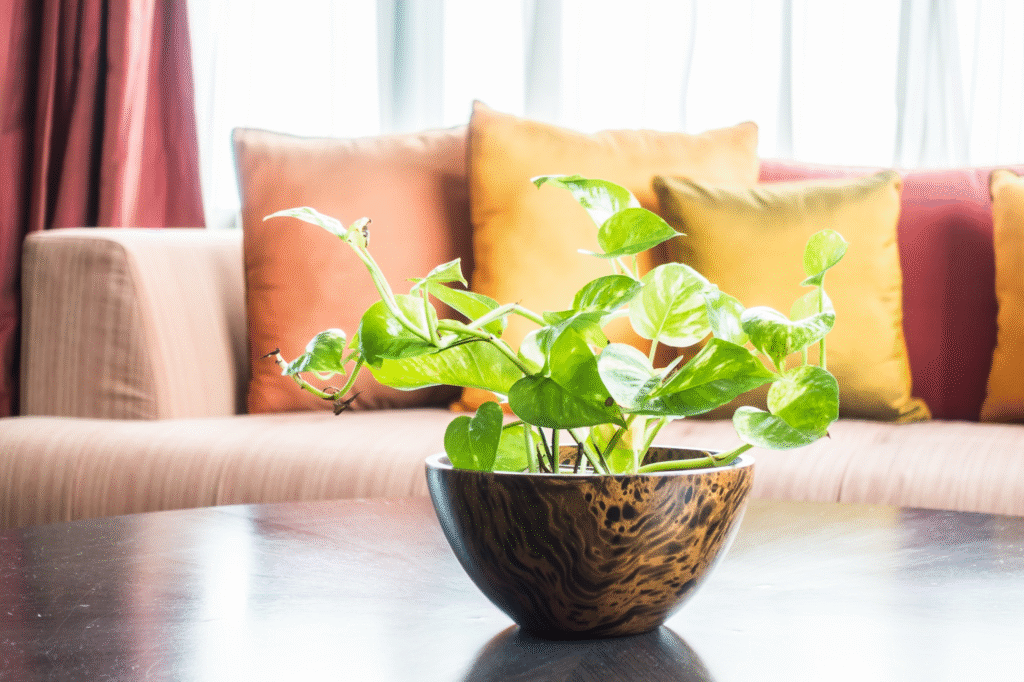 money plants for vastu
