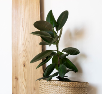 rubber plant for vastu