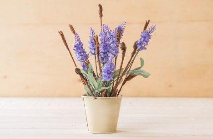 lavender plant for vastu