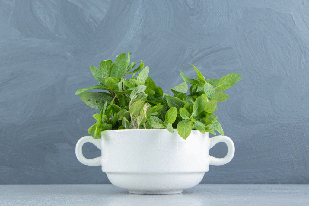 tulsi plant in a pot
