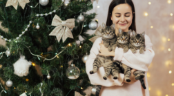 Cat-Proof Your Christmas Tree Decor