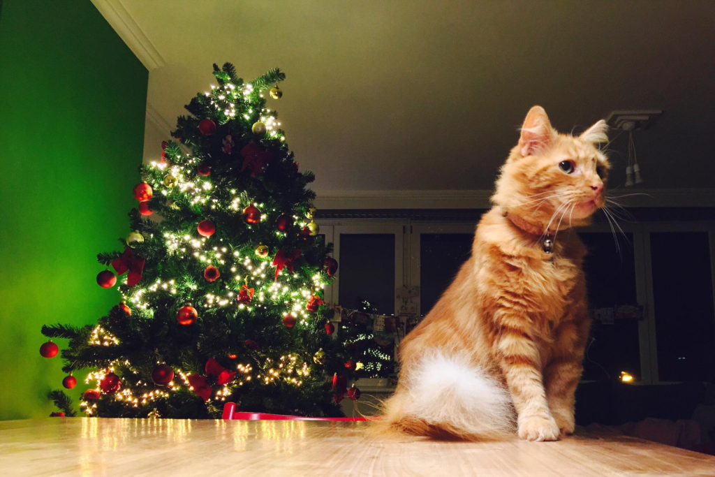 artificial christmas tree and cat infront